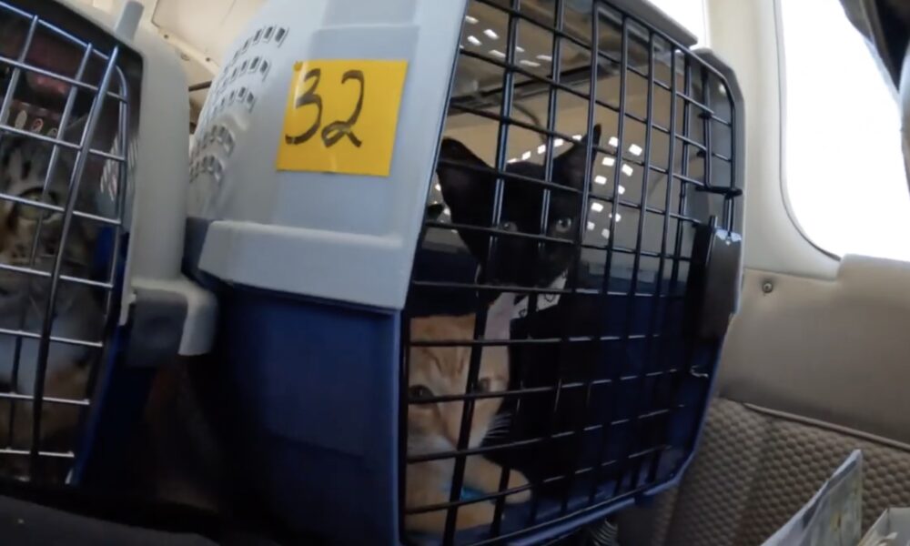 More – Pilots To The Rescue Is An Aviation Non-profit Saving Animals ...