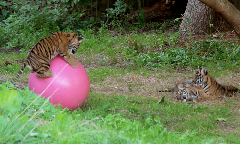 Four-month-old Sumatran tiger cub triplets receive their names at ZSL