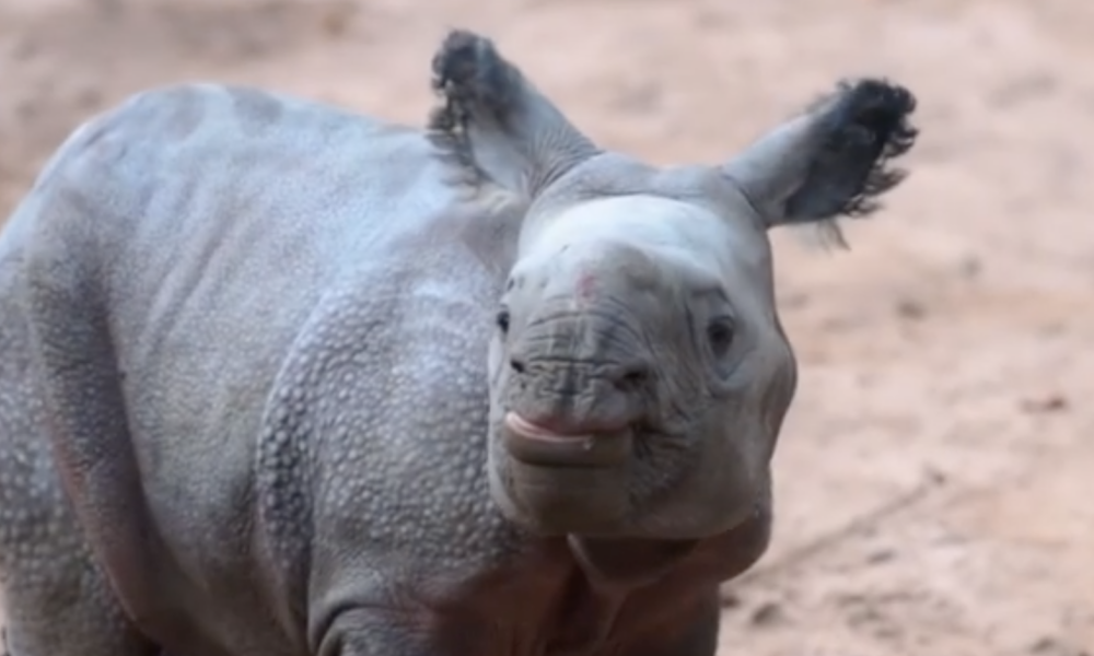 Greater One-Horned Rhino Calf Born At Chester Zoo – Amazing Animals+