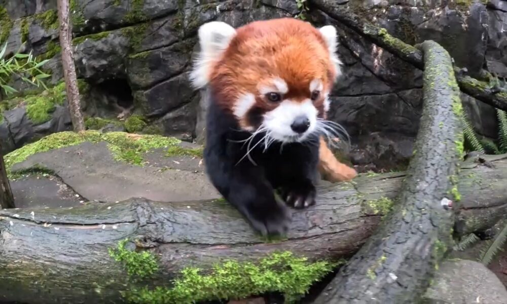 Moshu, the 11-year-old Red Panda, Goes on a Walk for Snacks at the ...