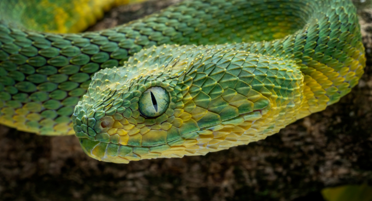 30 Most Venomous Animals In The World – Amazing Animals+